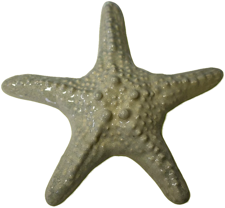 Sand Starfish